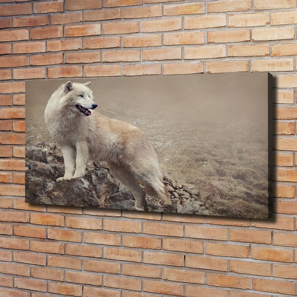 Foto obraz na płótnie Biały wilk na skale