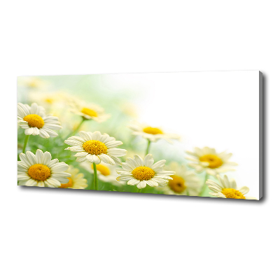 Foto obraz canvas Stokrotki