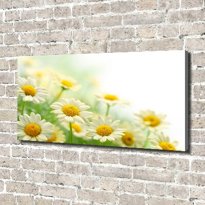 Foto obraz canvas Stokrotki
