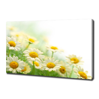 Foto obraz canvas Stokrotki