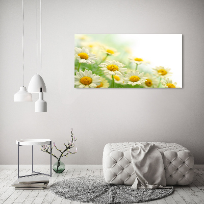 Foto obraz canvas Stokrotki