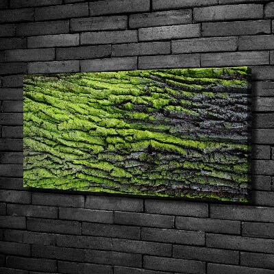 Foto obraz canvas Kora drzewa