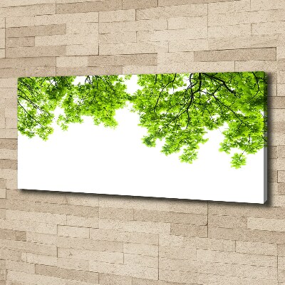 Foto obraz canvas Liście dębu