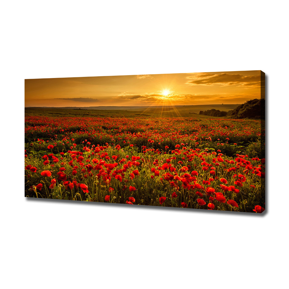 Foto obraz canvas Pole maków