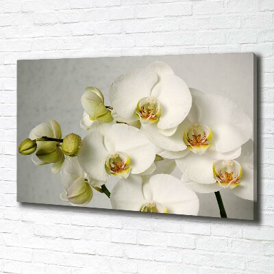 Foto obraz na płótnie Biała orchidea
