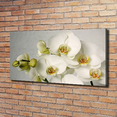 Foto obraz na płótnie Biała orchidea