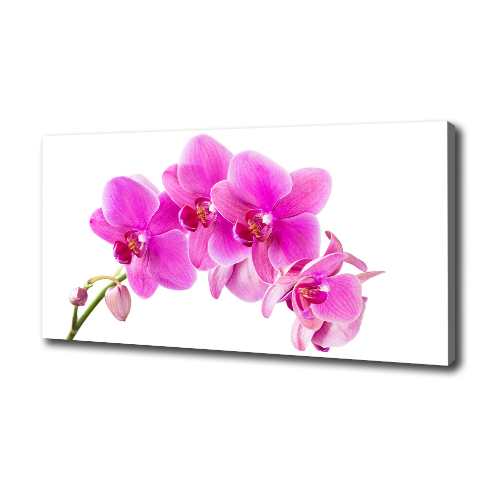 Foto obraz na płótnie Różowa orchidea