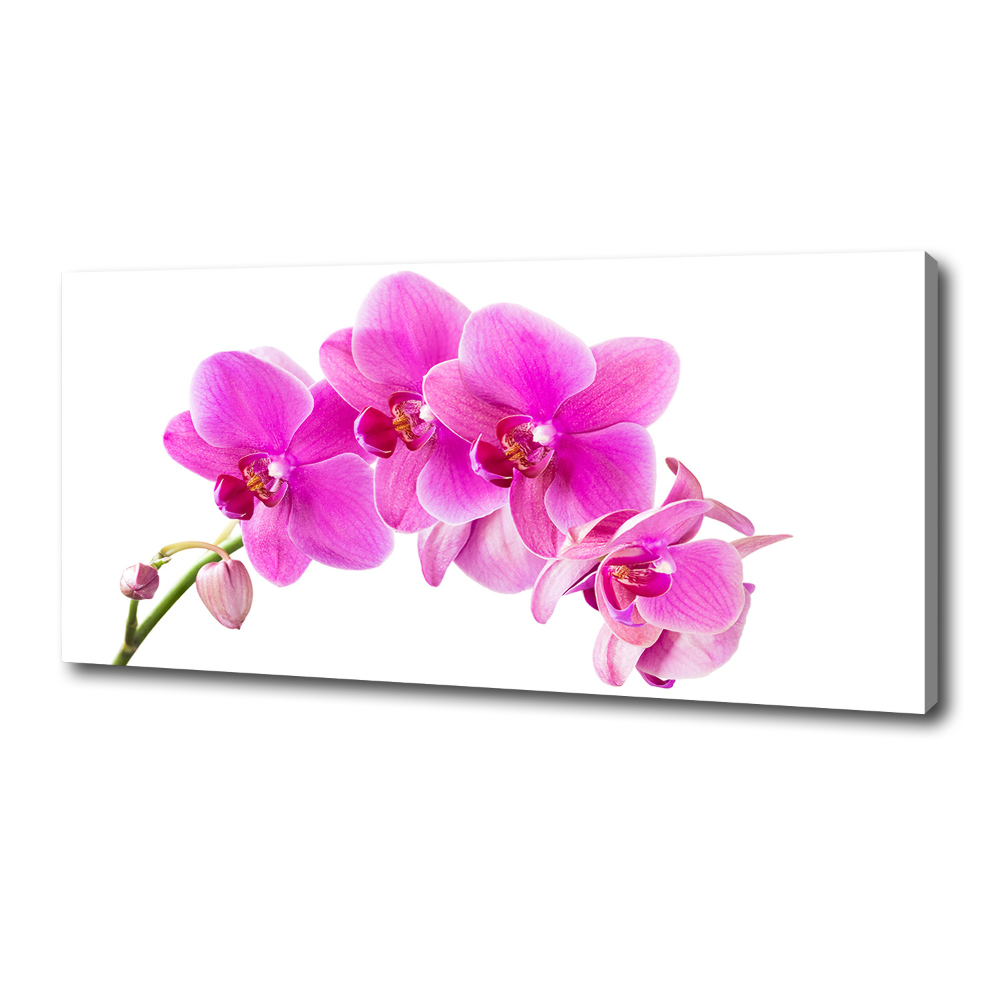 Foto obraz na płótnie Różowa orchidea