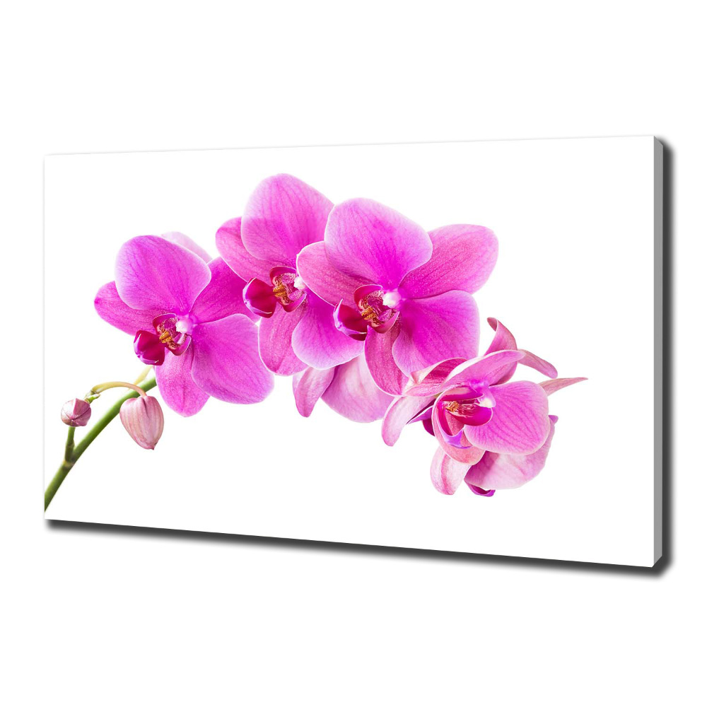 Foto obraz na płótnie Różowa orchidea