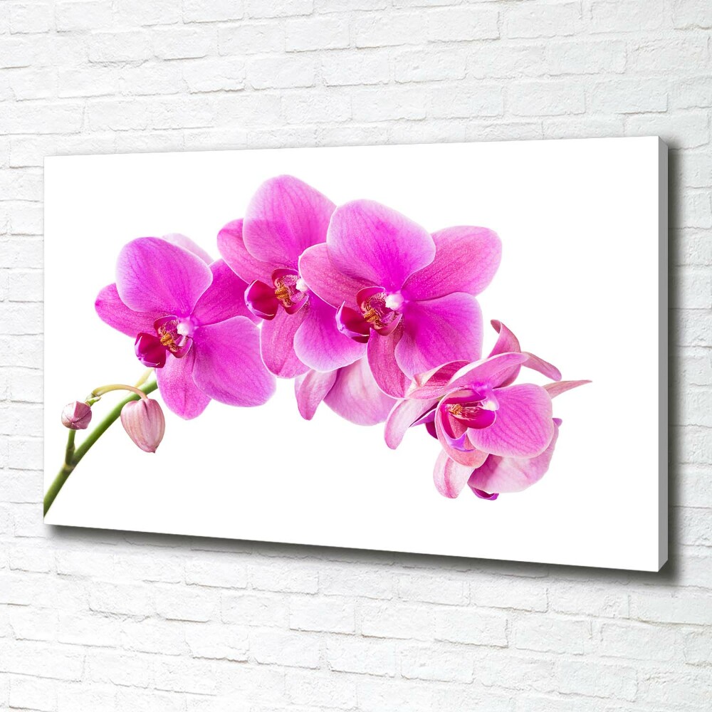 Foto obraz na płótnie Różowa orchidea