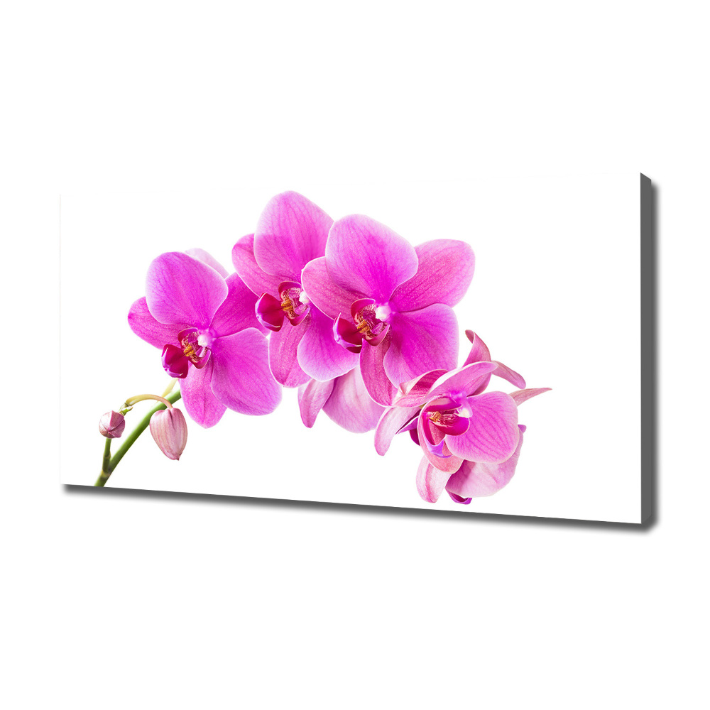 Foto obraz na płótnie Różowa orchidea