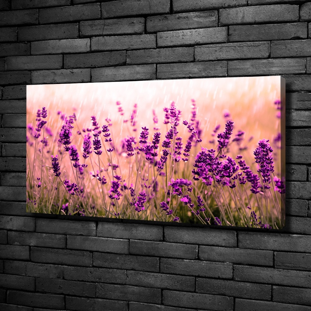 Foto obraz canvas Lawenda
