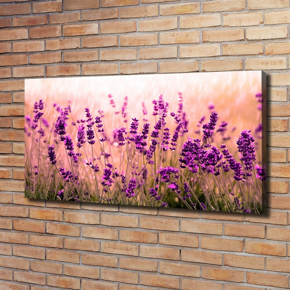 Foto obraz canvas Lawenda