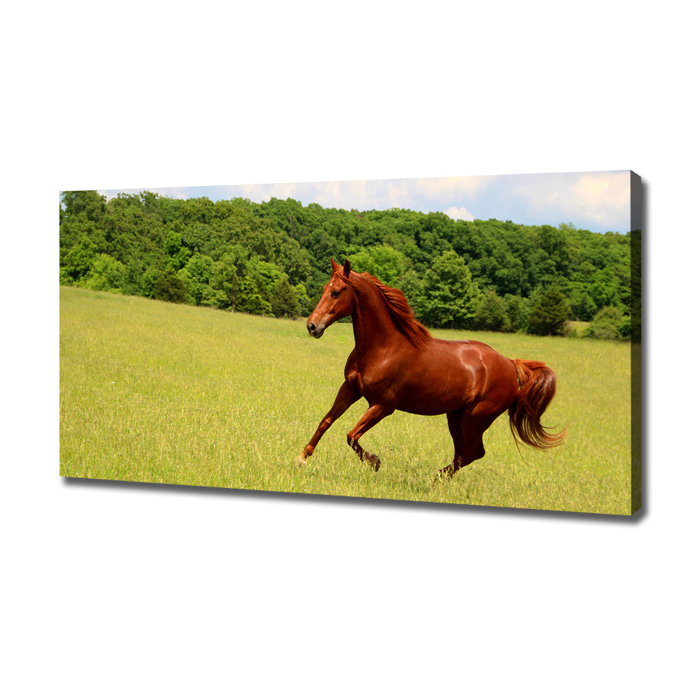 Foto obraz canvas Koń na łące