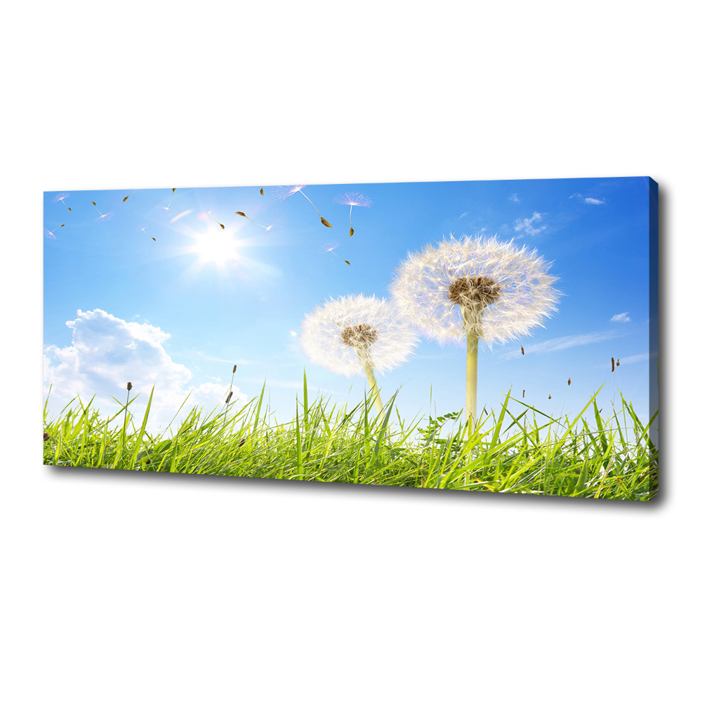Foto obraz canvas Dmuchawce