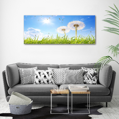 Foto obraz canvas Dmuchawce