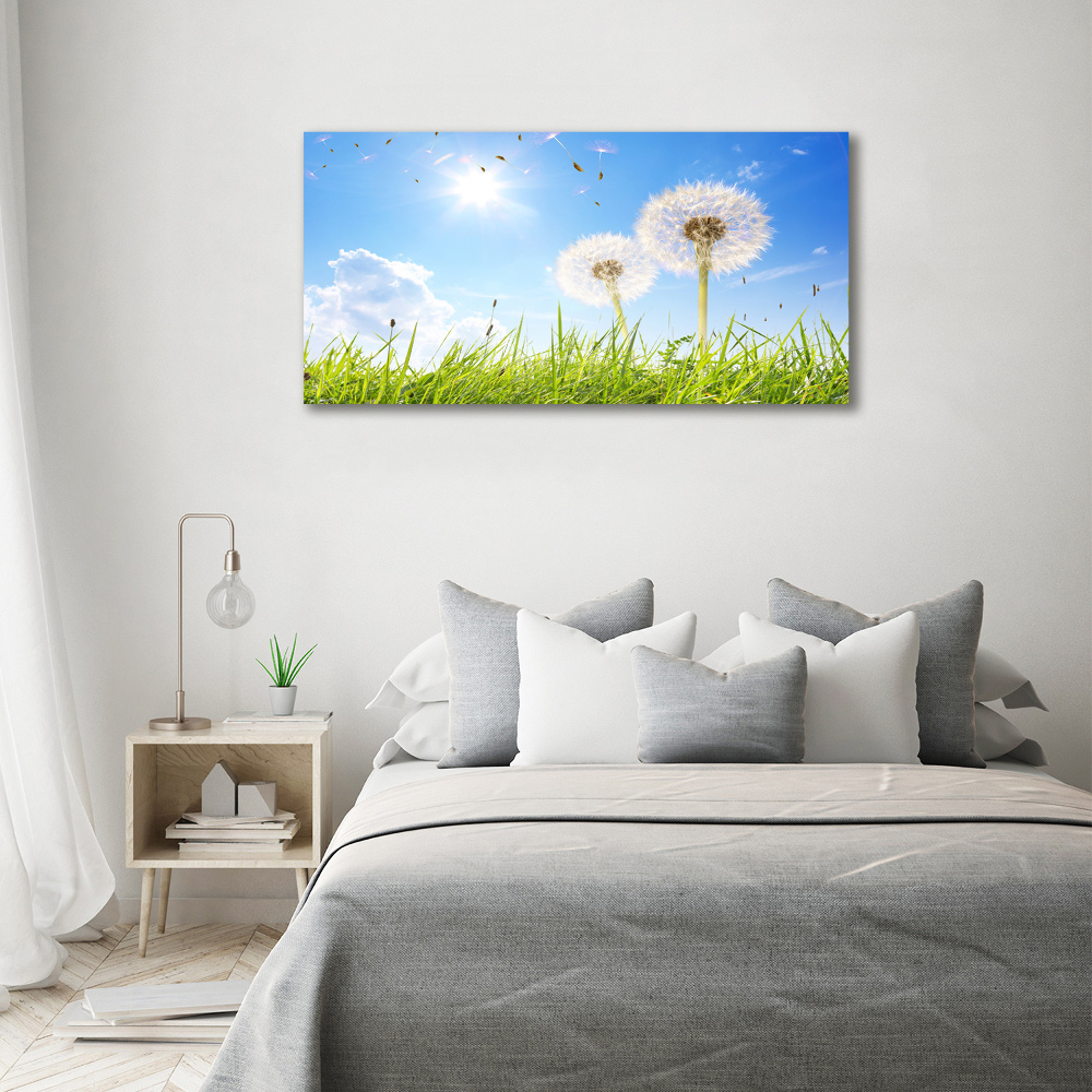 Foto obraz canvas Dmuchawce