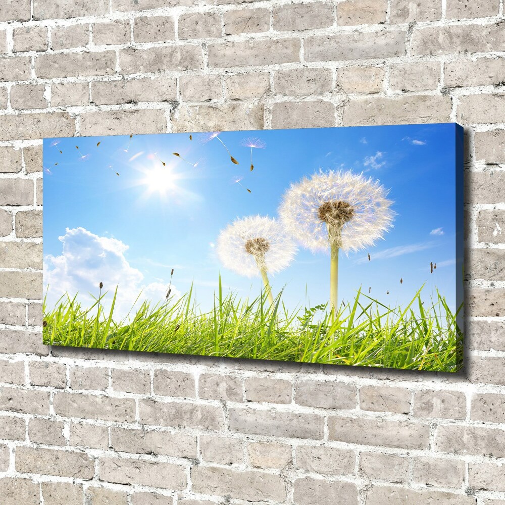Foto obraz canvas Dmuchawce