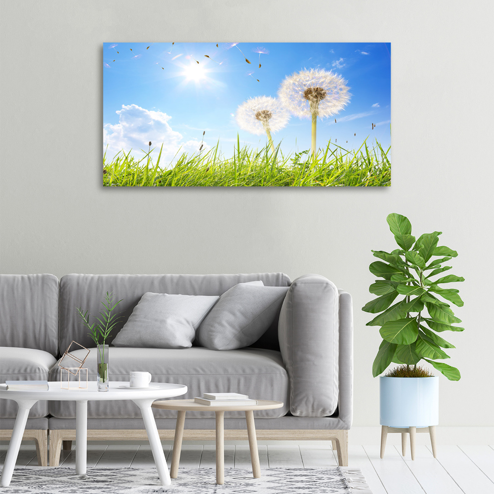 Foto obraz canvas Dmuchawce