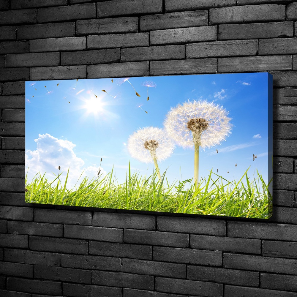 Foto obraz canvas Dmuchawce