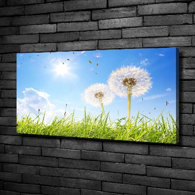 Foto obraz canvas Dmuchawce