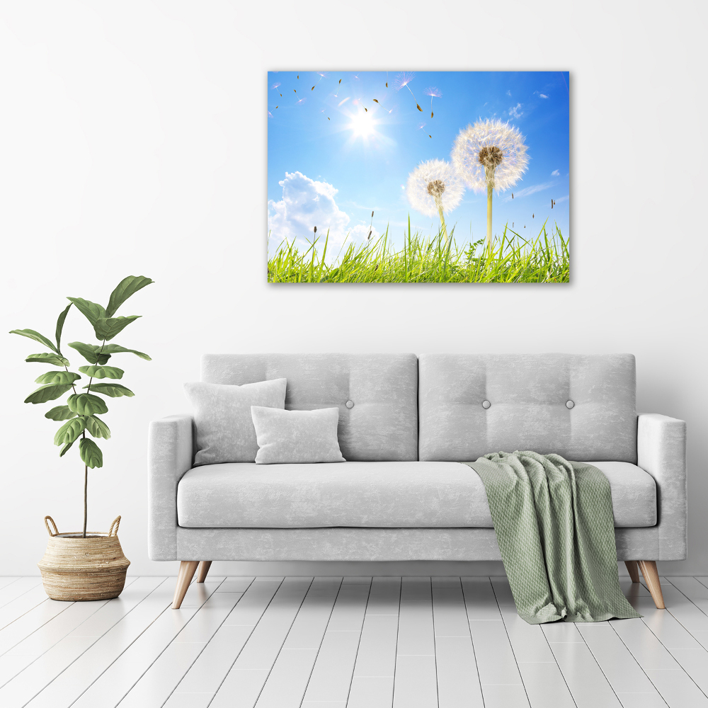 Foto obraz canvas Dmuchawce