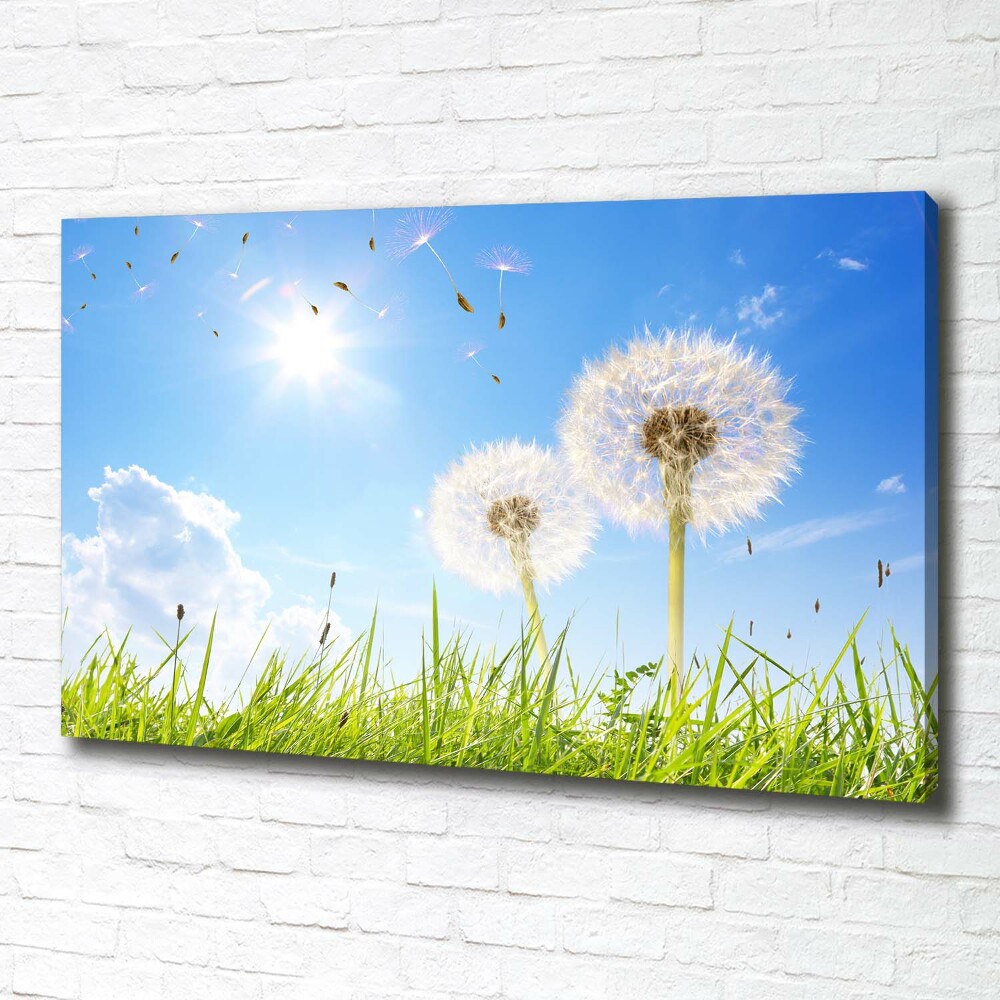 Foto obraz canvas Dmuchawce