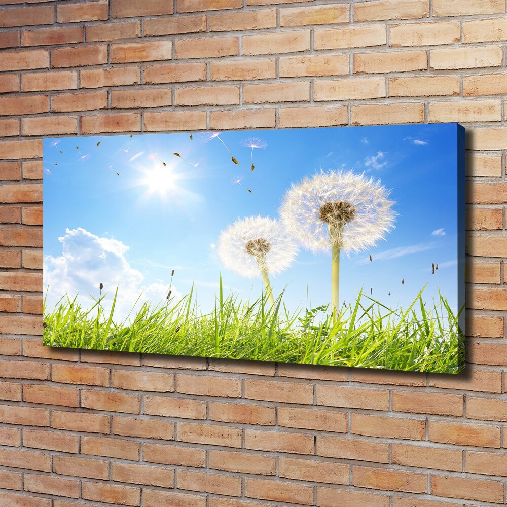 Foto obraz canvas Dmuchawce