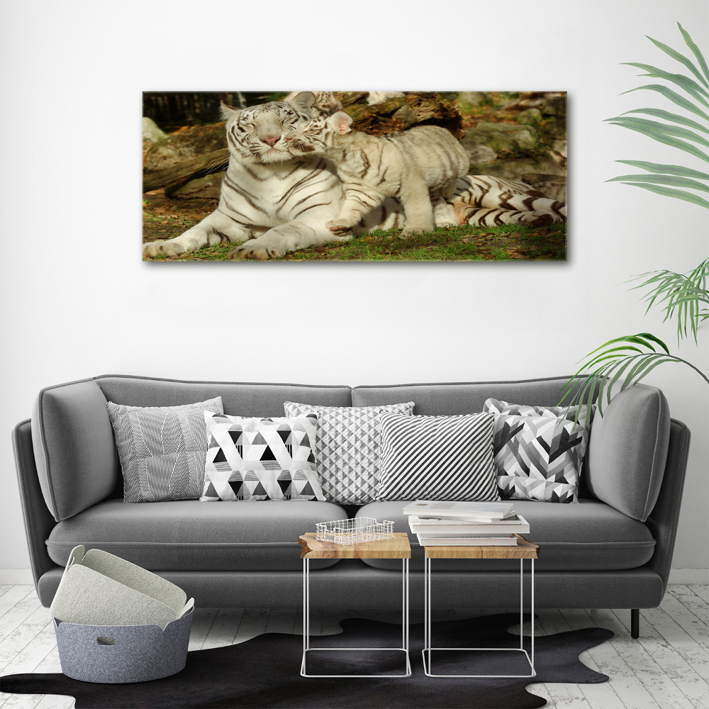 Foto obraz canvas Tygrysy