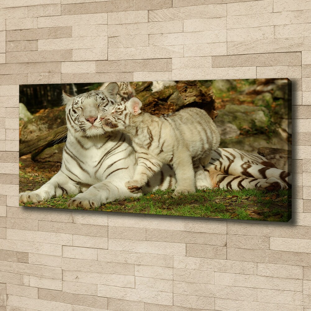 Foto obraz canvas Tygrysy