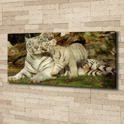 Foto obraz canvas Tygrysy