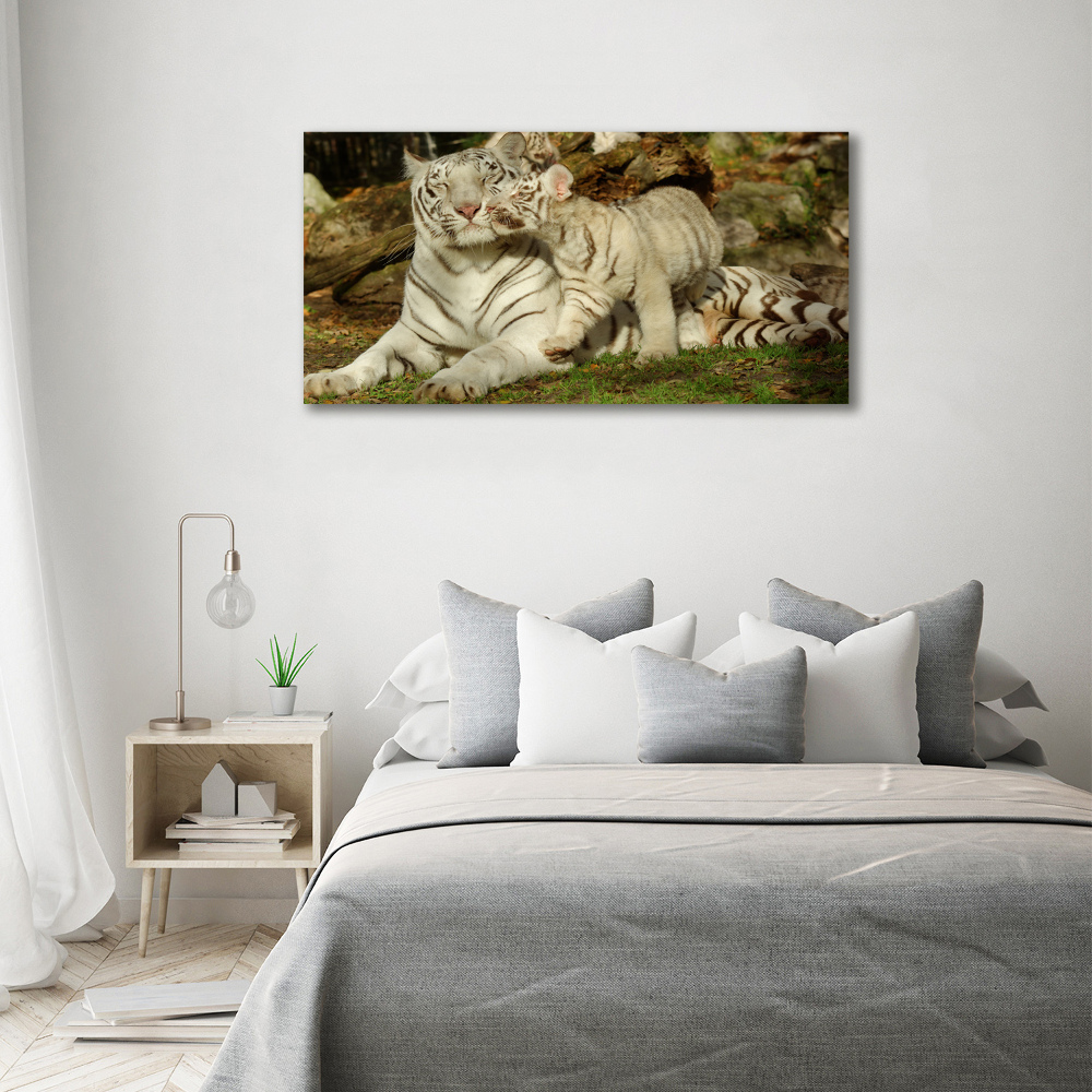 Foto obraz canvas Tygrysy