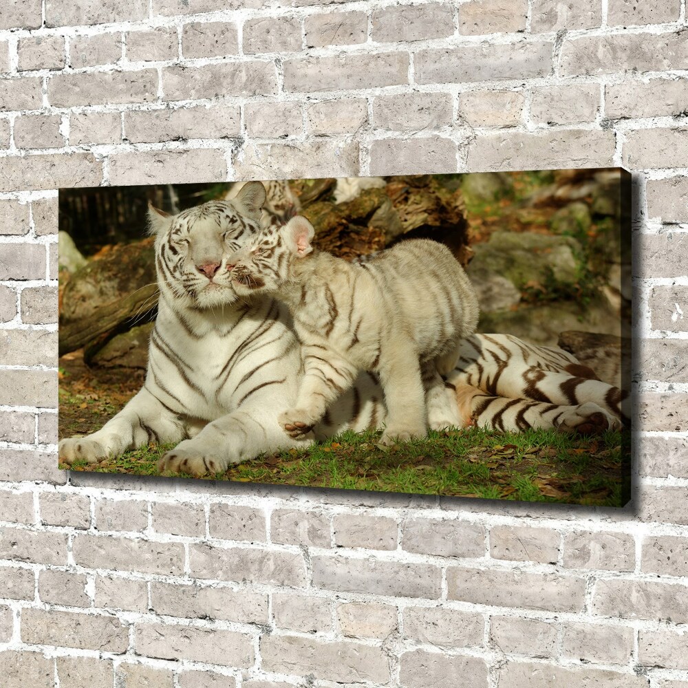 Foto obraz canvas Tygrysy