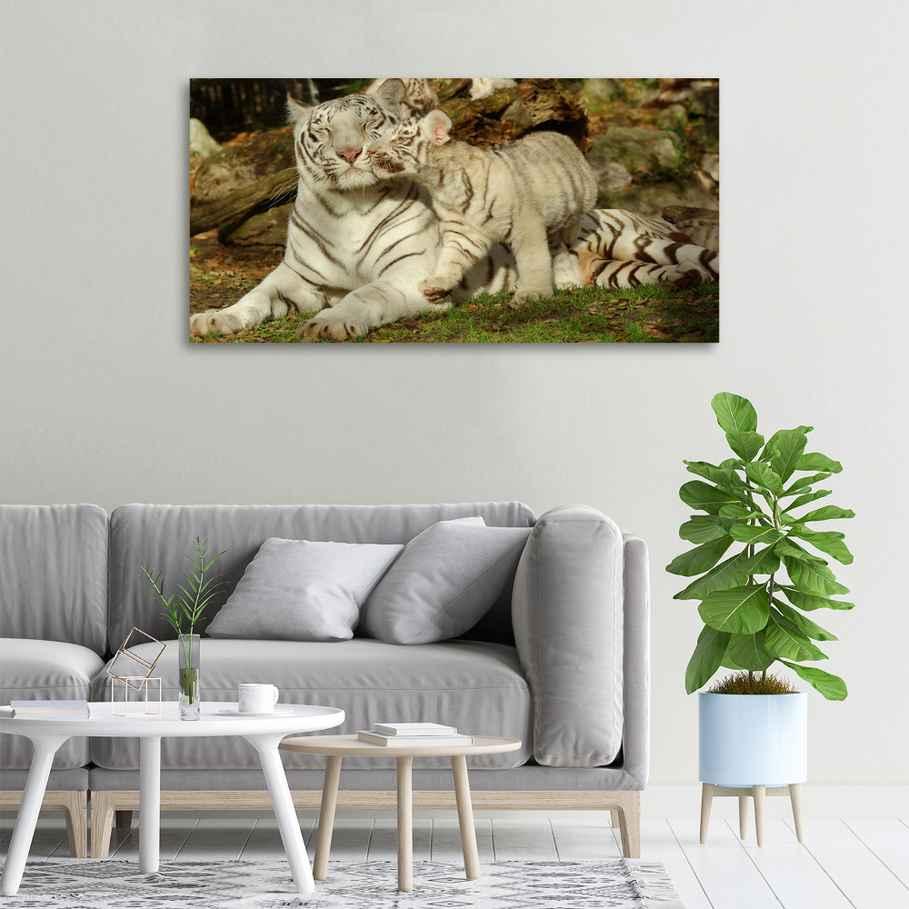 Foto obraz canvas Tygrysy