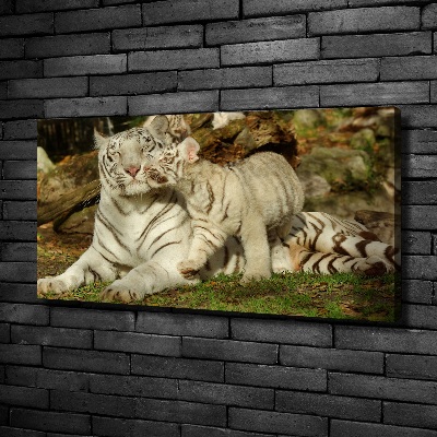 Foto obraz canvas Tygrysy