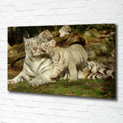 Foto obraz canvas Tygrysy