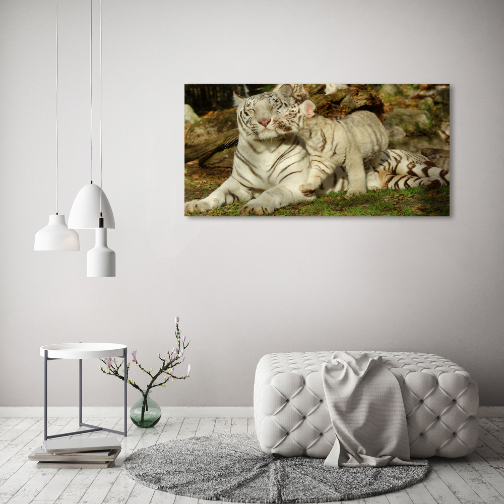 Foto obraz canvas Tygrysy