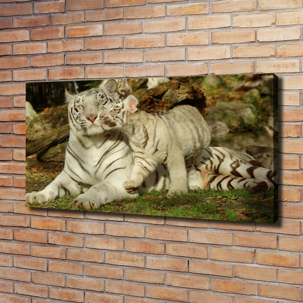 Foto obraz canvas Tygrysy