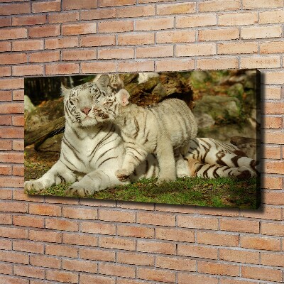 Foto obraz canvas Tygrysy