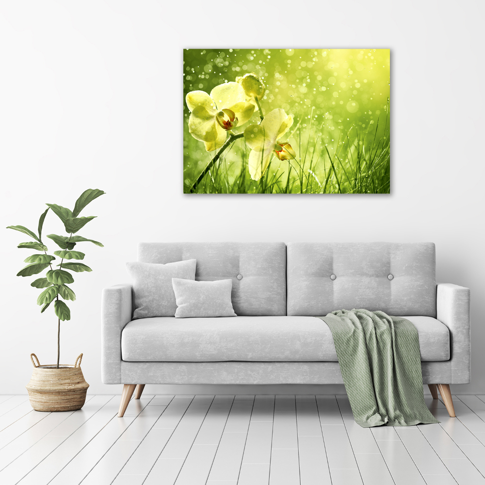 Foto obraz canvas Orchidea