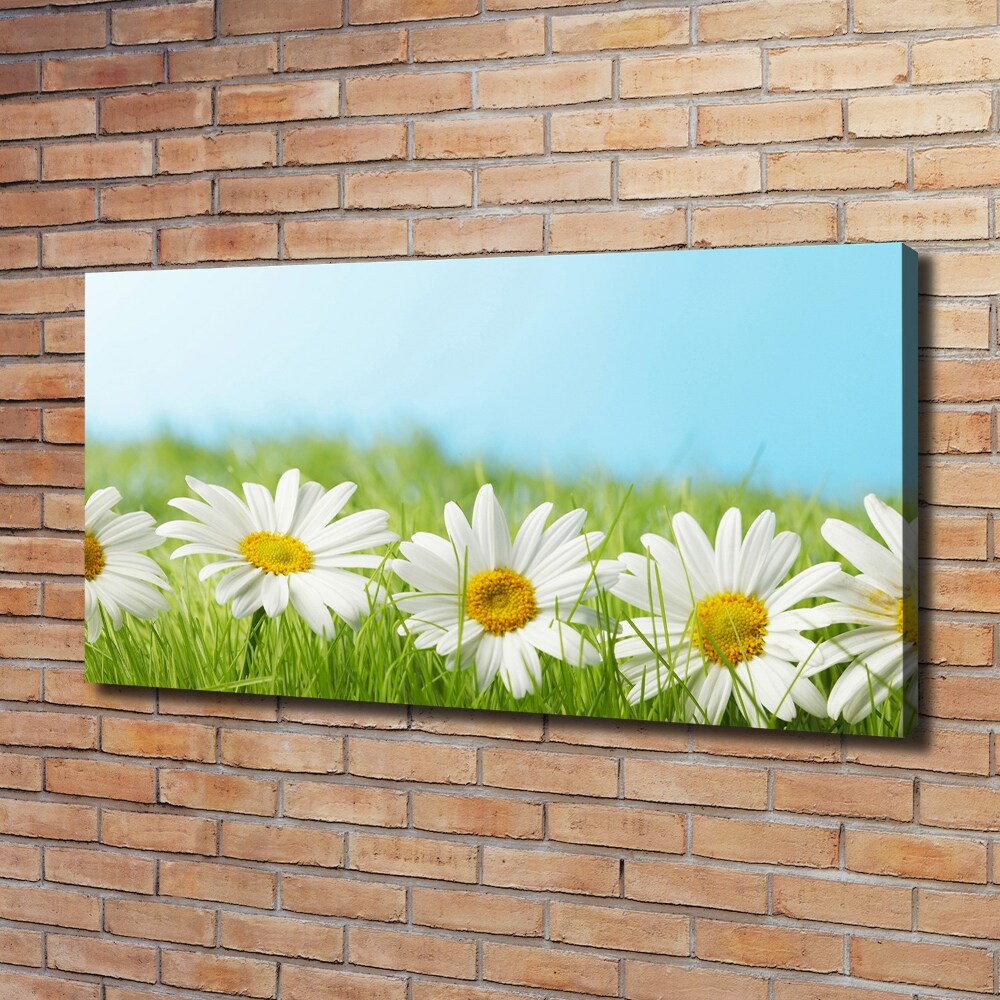 Foto obraz canvas Stokrotki