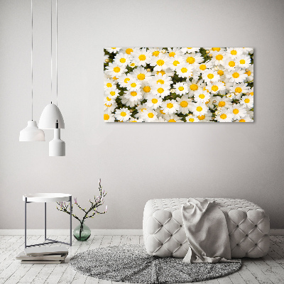 Foto obraz canvas Stokrotki