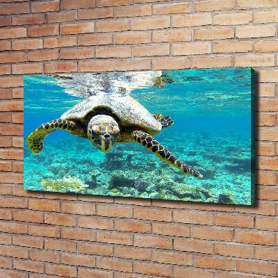 Foto obraz canvas Żółw morski