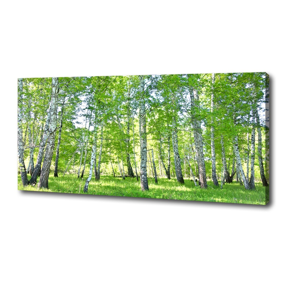 Duży foto obraz na ścianę canvas Brzozy