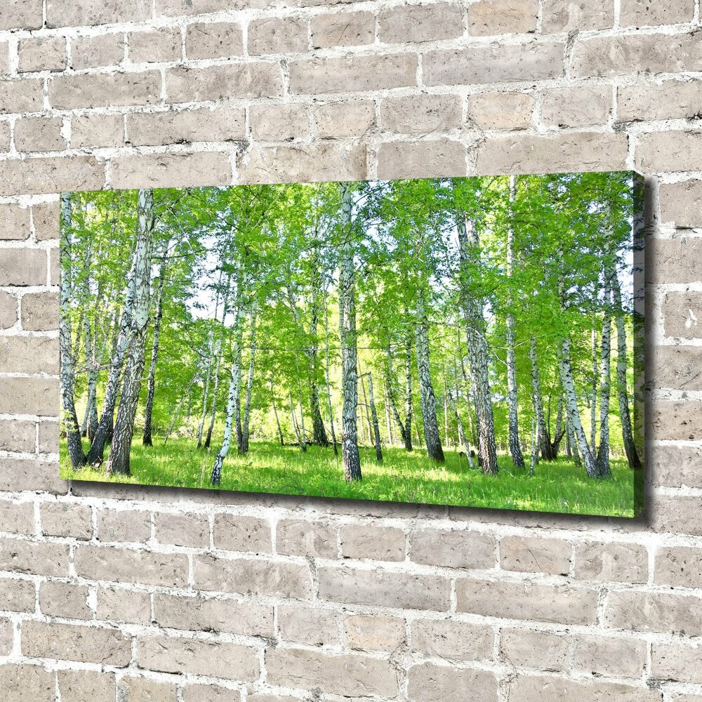 Duży foto obraz na ścianę canvas Brzozy