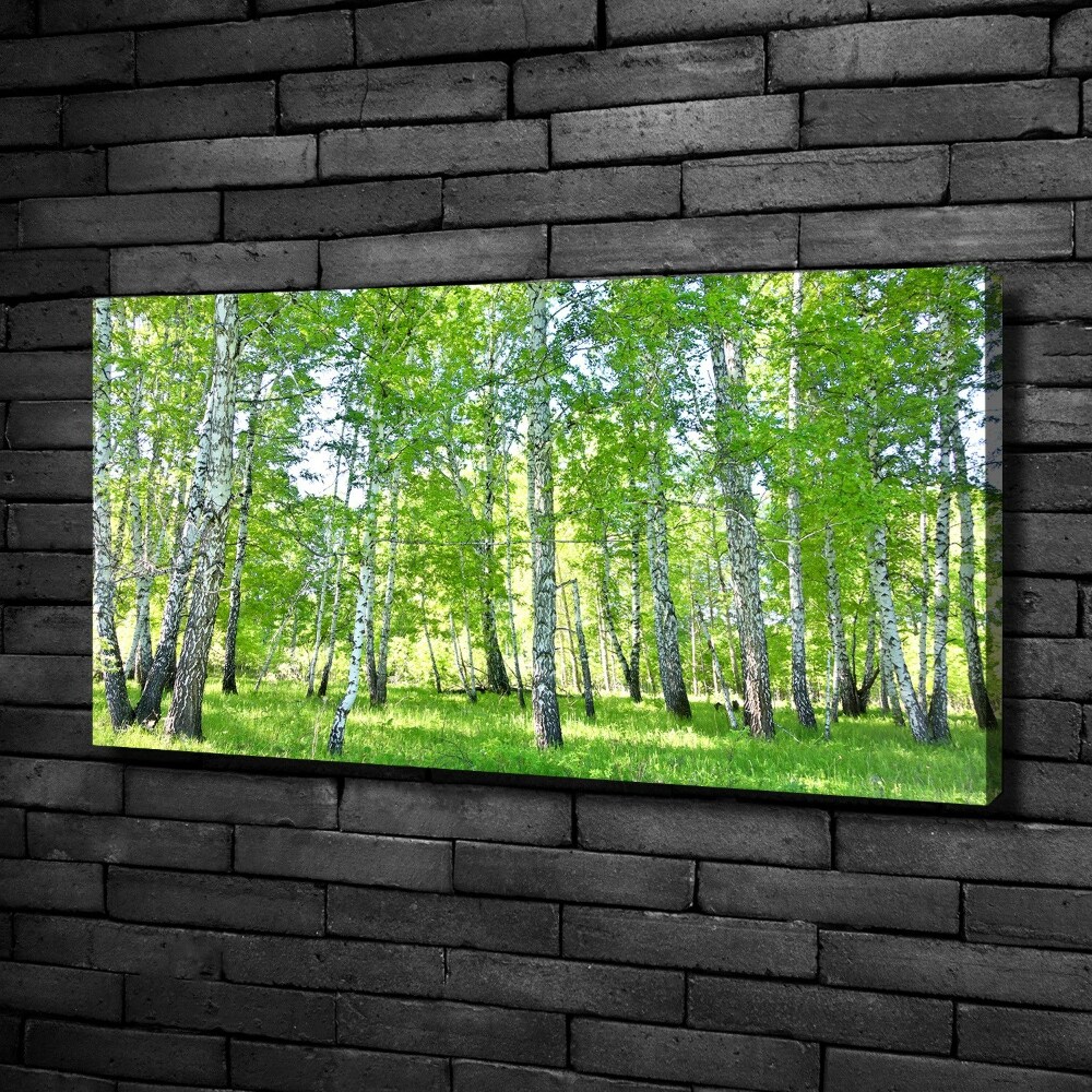 Duży foto obraz na ścianę canvas Brzozy