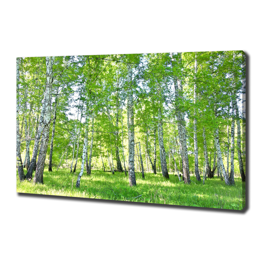 Duży foto obraz na ścianę canvas Brzozy