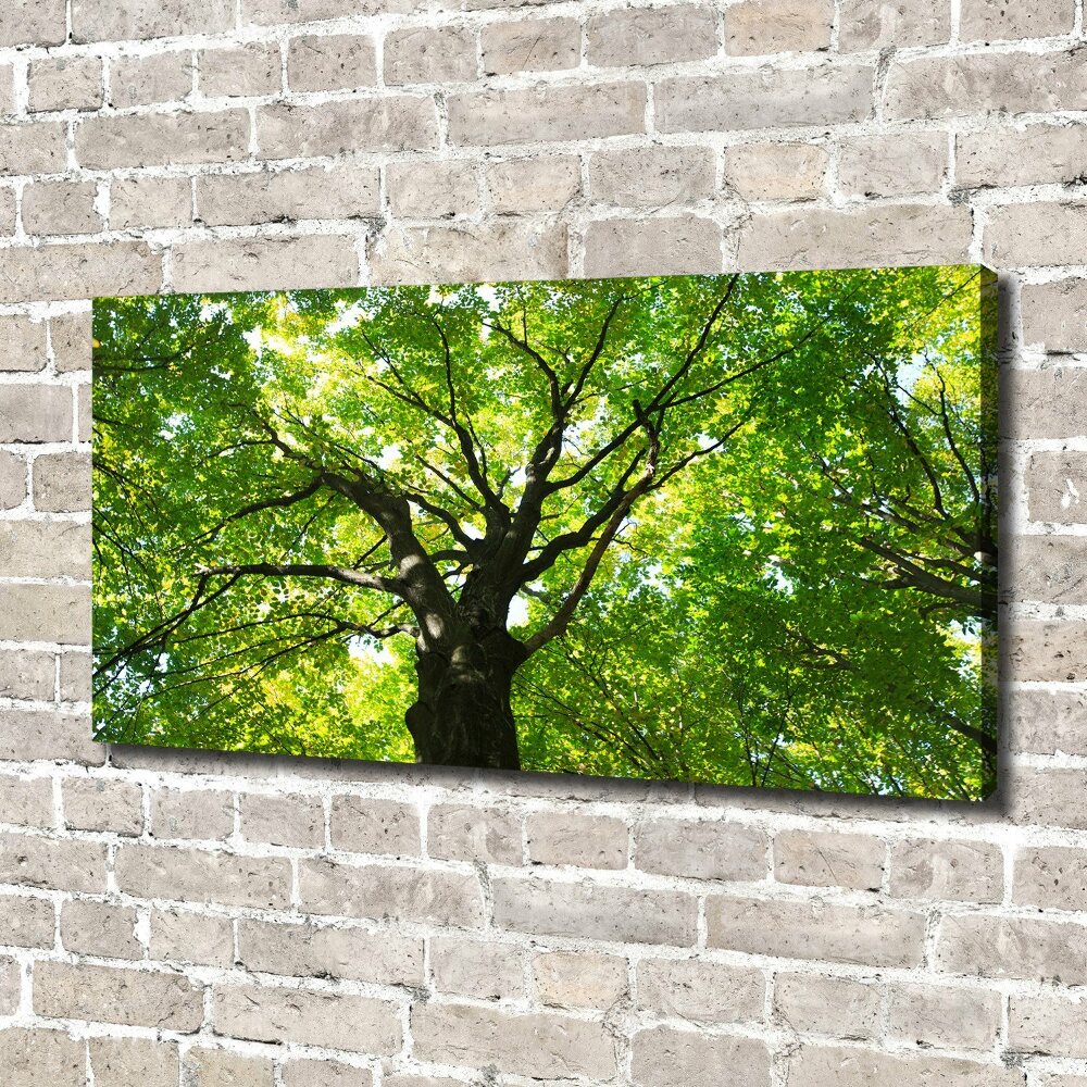 Foto obraz canvas Zielony las