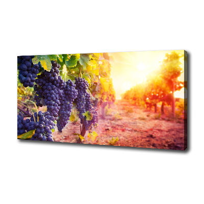 Foto obraz canvas Winorośle