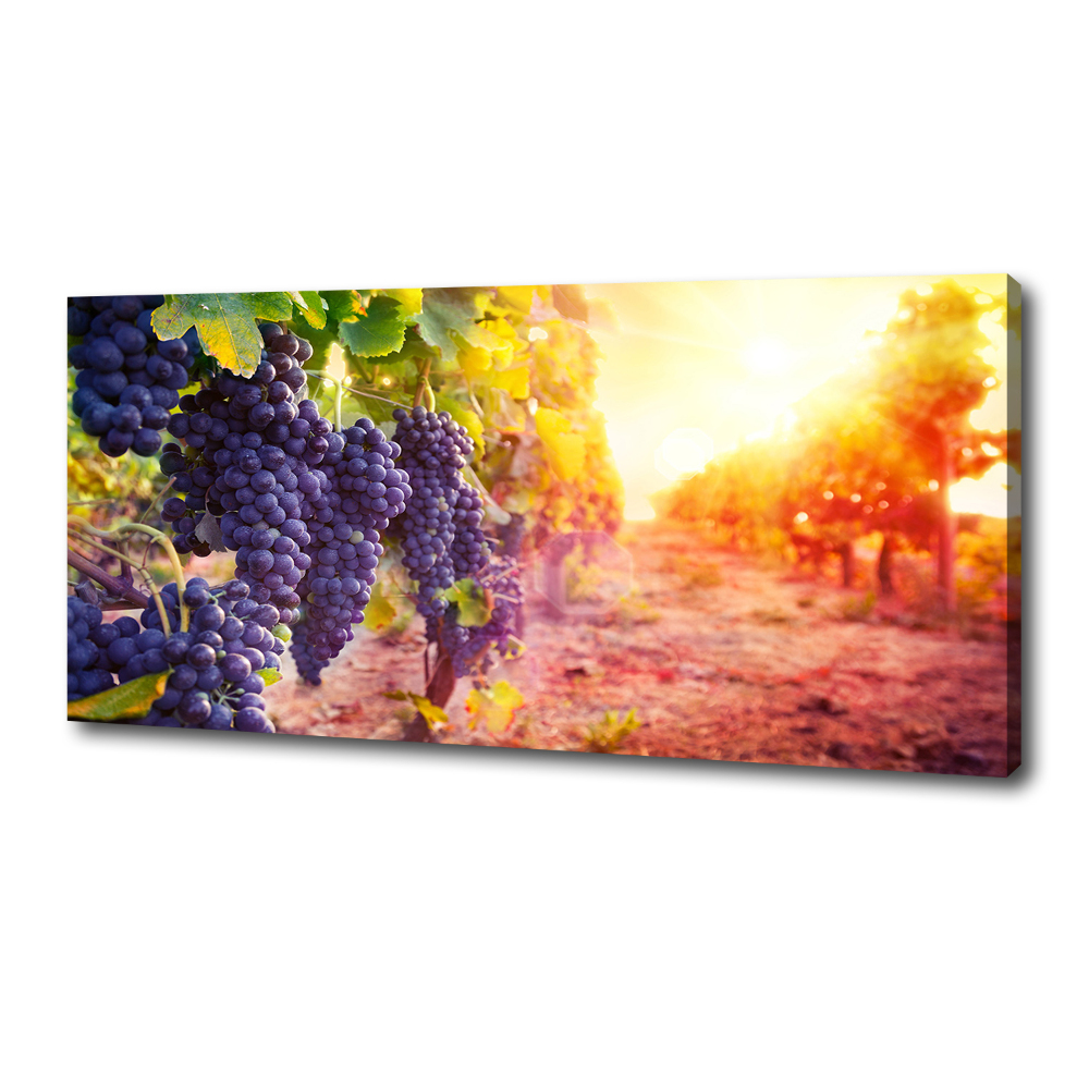 Foto obraz canvas Winorośle